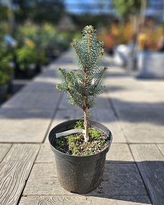 Ель колючая "Изели Фостигиата" (Iseli Fastigiate) С3