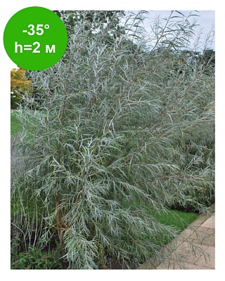 Ива лохолистная