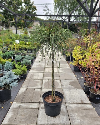 Туя складчатая "Випкорт" (Thuja plicata Wipcort) Pa 80-90