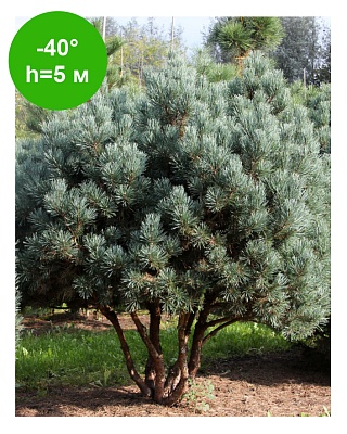 Сосна обыкновенная Ватерерри (Pinus sylvestris Watereri) Р14