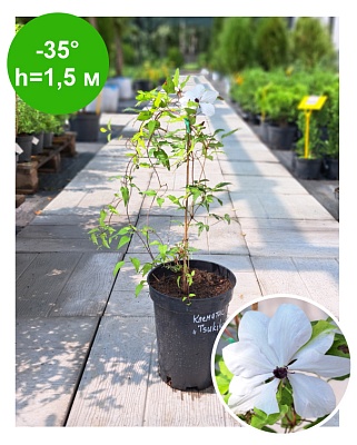 Клематис Clematis Tsukiko Evipo110 Garland РБ