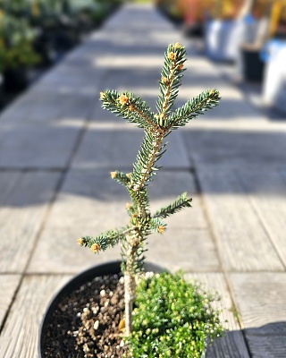 Ель канадская "Араукариодес" (Araucarioides) C3