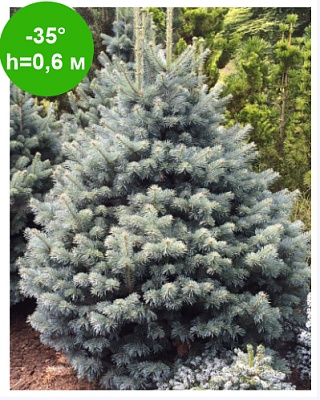 Пихта горная "Компакта" 20-25 С3 РБ