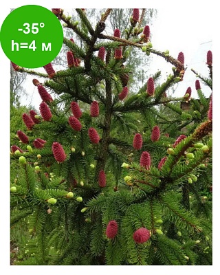 Ель обыкновенная Акрокона (Picea abies Acrocona KBN Yellow) C1.5
