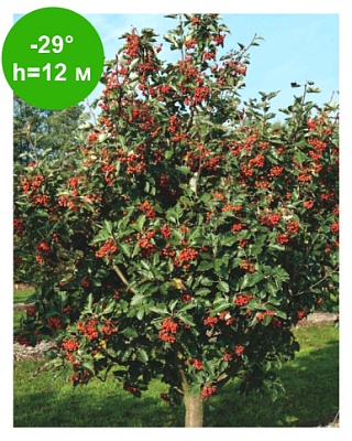 Рябина промежуточная 180-200 8/10 С25 РБ