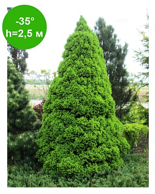 Ель канадская "Коника" Р9