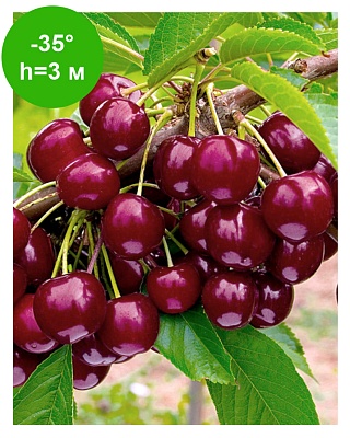 Черешня "Овстуженка"