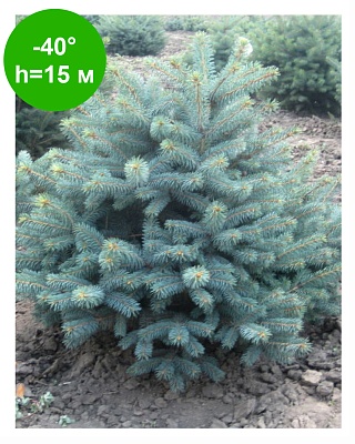 Ель сизая Р9