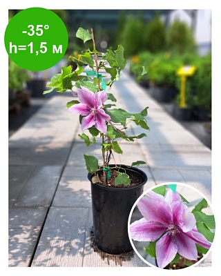Клематис Clematis Yuan Evipo082 Boulevard РБ