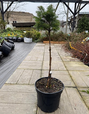 Пихта субальпийская Грин Глоб (Abies lasiocarpa Green Globe) С3 Ра 40-50