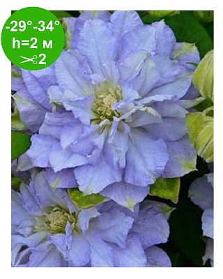 Клематис "Азур Болл" (Azure Ball)