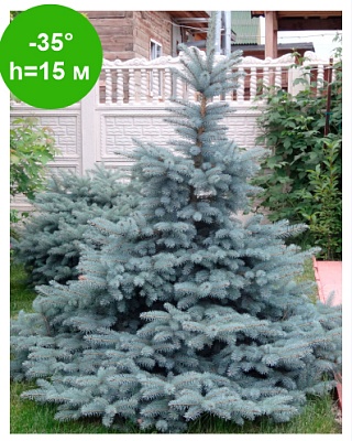 Ель колючая "Супер Блю Сидлинг" (Super blue Seedling) С5