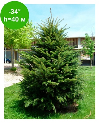 Пихта белая ( Abies alba Fastigiata) Р14