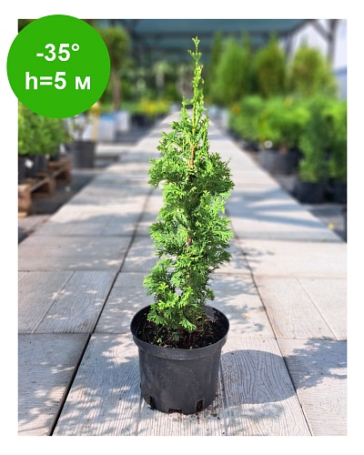 Туя западная "Дегрут Спайр"10-20 С2,5 РБ
