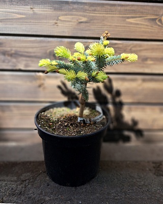 Ель колючая Белобок(Picea pungens Bialobok) -С5