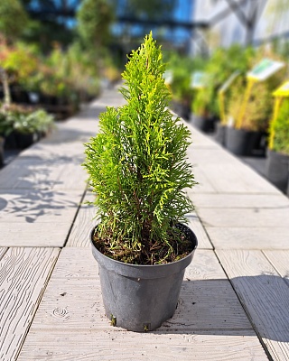 Туя западная "Голден Смарагт" С2