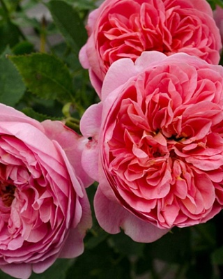 64. Роза "Boscobel"гр.английские,кустовые(Д.Остин) оранжевая, розовая