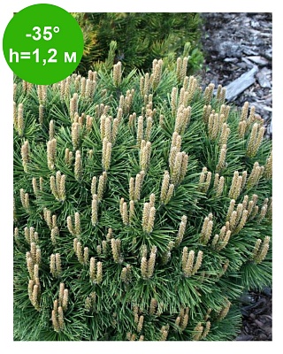 Сосна крючковатая Гнездо ( Pinus uncinata Hnizdo) Р14
