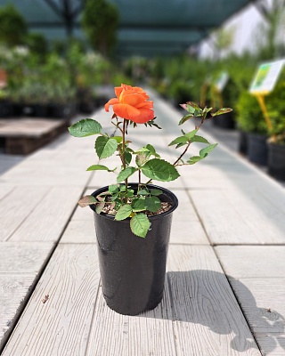 Роза "Супер Трупер" флориб. оранж. (№ 62)