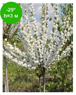 Миндаль трёхлопастный (белый)  Ра180 С7,5 РБ