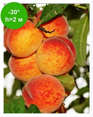 Персик "Гринсборо" ОКС, самоплодный, морозостойкий