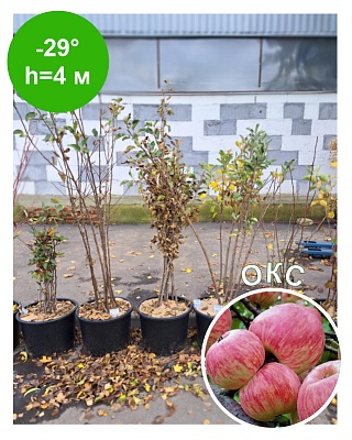 Яблоня "Мельба"Созрев-е кон.Авг.-нач.Сен.Хран-е 1м, Летнее