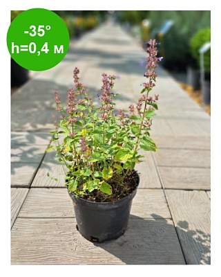 Котовник  в ассортименте -- С2 РБ