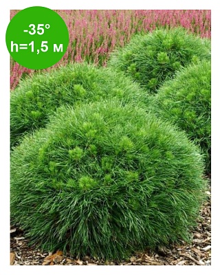 Сосна горная Варела (Pinus mugo Varella) Р14