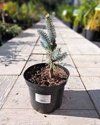 Ель колючая "Хупси" (Picea pungens Hoopsi) С3