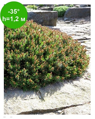 Сосна крючковатая Парадкиссен (Pinus Paradekissen) Р14