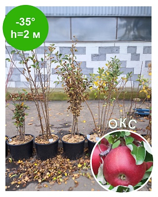 Яблоня "Созвездие" колоновидная (ОКС)