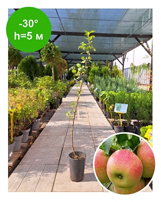 Яблоня "Чемпион"