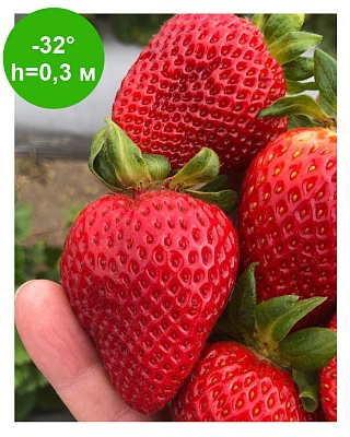 Клубника "Брилла"