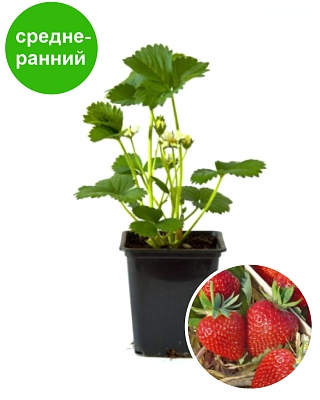 Земляника садовая Зенга Гигана (Р9) Поиск