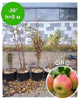 Яблоня "Чемпион" ОКС Созр-е 15-20сентяб. хран-е 5мес. Зимнее
