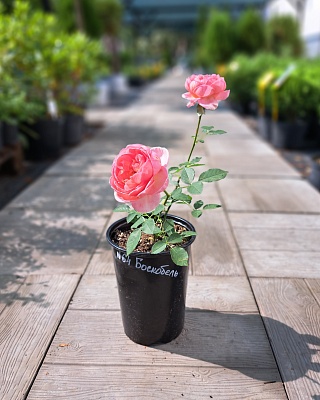 Роза "Боскобель" английская кустовая оранжево-розовая (№ 64)