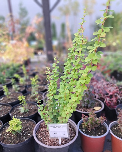 Барбарис Тунберга "Оранж Рокет" 15 С2 РБ