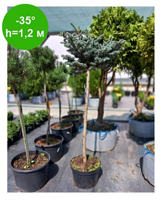 Ель колючая Глаука Глобоза (Picea pungens Glauca Globosa) C2 Pa 20-30