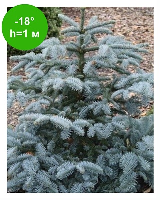 Пихта высокорослая Обригофен (Abies procera Obrighoven) С2 20-30