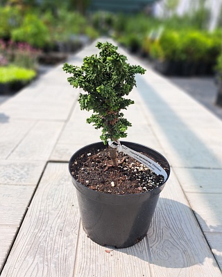 Кипарисовик тупой Черимен (Chamaecyparis obtusa Chirimen) С2 20-30