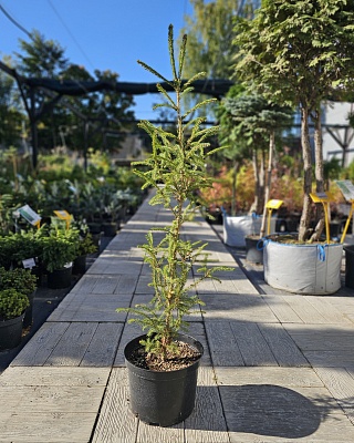 Ель обыкновенная "Ридал Сидинг" (Rydal seeding) C5