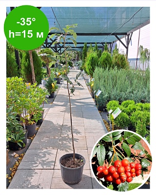 Рябина Дуболистная