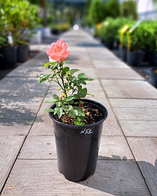 Роза "Дэниэль Женен" ч/г розов.,сирен,фиолет (№ 51)