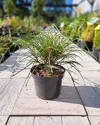 Туя складчатая "Випкорд" (Wipcord) С3