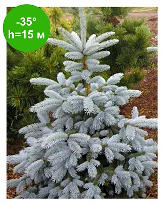 Ель колючая Блю Монтен (Picea pungens Blue Mountain) C3