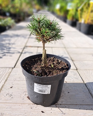 Сосна горная "Мопс" (Mops)