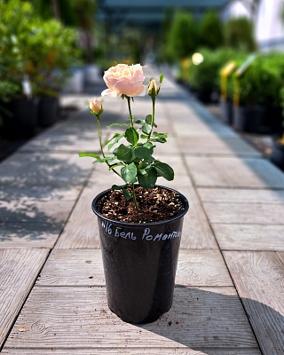 Роза "Бель Романтика" ч/г персиковая (№ 16)