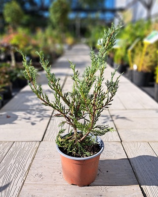 Можжевельник скальный "Мунглоу" (Moonglow) C2