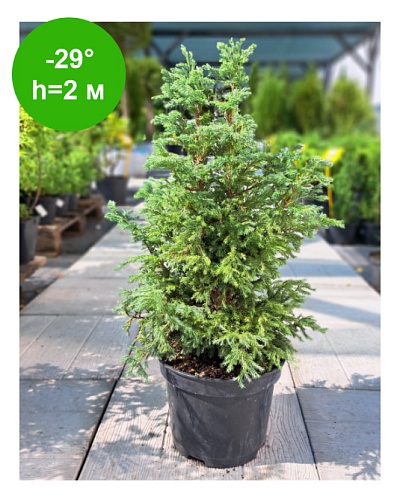 Кипарисовик горохоплодный "Булевард" 40-50 С5 РБ