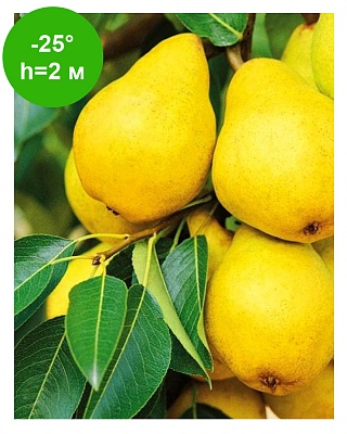 Груша "Сапфира" колоновидная (ОКС)